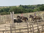 Ginevra lernt von ihrem Vater, mit Stock, Stimme, Körperhaltung und geschickter Technik einen Stier zu lenken. Ginevra lernt von ihrem Vater, mit Stock, Stimme, Körperhaltung und geschickter Technik einen Stier zu lenken.
