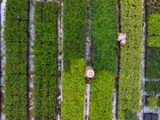 Um die Renaturierung einer ehemaligen Farm in Brasilien zu beschleunigen, werden viele jungen Bäume gepflanzt. Um die Renaturierung einer ehemaligen Farm in Brasilien zu beschleunigen, werden viele jungen Bäume gepflanzt.