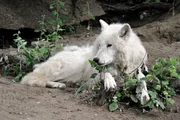 Klassische Rollenverteilung bei den Polarwölfen im Zoo: Nach dem Tod von Leitwolf Falco ist jetzt Pelle das neue Alpha-Tier. Klassische Rollenverteilung bei den Polarwölfen im Zoo: Nach dem Tod von Leitwolf Falco ist jetzt Pelle das neue Alpha-Tier.