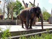 ARD/SWR EISBÄR, AFFE & CO FOLGE 155, "Zoogeschichten aus Stuttgart", am Donnerstag (09.12.10) um 16:10 Uhr im ERSTEN. Elefanten-Außengehege: Das Leben der Wilhelma-Elefanten ist eine Dauer-Wellness-Kur. Frischer Sand fürs Peeling und Wasser zum Trinken, Duschen und Baden aus den Termalbädern! ARD/SWR EISBÄR, AFFE & CO FOLGE 155, "Zoogeschichten aus Stuttgart", am Donnerstag (09.12.10) um 16:10 Uhr im ERSTEN. Elefanten-Außengehege: Das Leben der Wilhelma-Elefanten ist eine Dauer-Wellness-Kur. Frischer Sand fürs Peeling und Wasser zum Trinken, Duschen und Baden aus den Termalbädern!