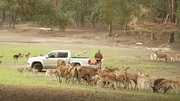 Die Brunft ist das besondere Ereignis im Frühherbst im Wildpark Johannismühle, dann röhren die Hirsche und buhlt das Wild, die Wölfe heulen und die Wisente preschen kraftdonnernd über den Platz. - Wildpark Johannismühle. Die Brunft ist das besondere Ereignis im Frühherbst im Wildpark Johannismühle, dann röhren die Hirsche und buhlt das Wild, die Wölfe heulen und die Wisente preschen kraftdonnernd über den Platz. - Wildpark Johannismühle.