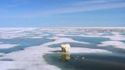 Eisbärenmutter mit Jungtieren auf einer Eisscholle Eisbärenmutter mit Jungtieren auf einer Eisscholle