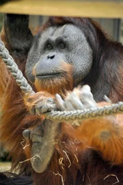Ziemlich schlau ist Orang-Utan-Mann Enche: Denn schnell hat er begriffen, Holzsplitter vom Rutschbrett abzurei&szlig;en, um sie dann bei den Pflegern gegen Feigen oder Datteln einzutauschen.