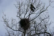 Ein Saatkr&auml;henpaar an seinem Nest.