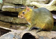 ARD/SWR EISBÄR, AFFE & CO FOLGE 152, "Zoogeschichten aus Stuttgart", am Montag um 16:10 Uhr im ERSTEN. Goldacouchi: Dieser Nager lebt im Kleinsäugerhaus der Wilhelma. Heute bekommt er nach dem Winter zum ersten Mal wieder frisches Laub. ARD/SWR EISBÄR, AFFE & CO FOLGE 152, "Zoogeschichten aus Stuttgart", am Montag um 16:10 Uhr im ERSTEN. Goldacouchi: Dieser Nager lebt im Kleinsäugerhaus der Wilhelma. Heute bekommt er nach dem Winter zum ersten Mal wieder frisches Laub.
