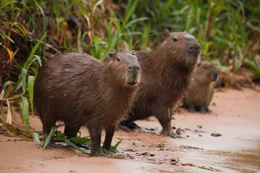 Eine Gruppe Wasserschweine am Ufer