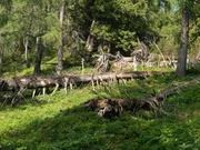 Fit für den Klimawandel: artenreicher Naturwald im Nationalpark Kalkalpen Fit für den Klimawandel: artenreicher Naturwald im Nationalpark Kalkalpen