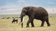 An elephant in Tanzania. An elephant in Tanzania.