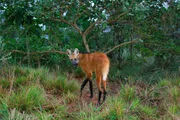 Nachdem auf einer ehemaligen Farm in Brasilien wieder Wald wachsen durfte, haben sich viele Wildtiere wie etwa der Mähnenwolf angesiedelt. Nachdem auf einer ehemaligen Farm in Brasilien wieder Wald wachsen durfte, haben sich viele Wildtiere wie etwa der Mähnenwolf angesiedelt.