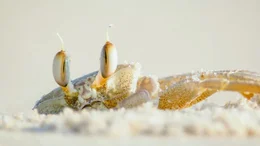 Geisterkrabbe am Strand.