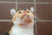 Im Tierheim Duisburg warten Katzen auf eine neue Chance. Gerade beschlagnahmte Tiere haben meistens unter sehr schlechten Bedingungen gelebt. Sie sollen es nun besser haben. Im Tierheim Duisburg warten Katzen auf eine neue Chance. Gerade beschlagnahmte Tiere haben meistens unter sehr schlechten Bedingungen gelebt. Sie sollen es nun besser haben.