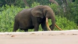 Waldelefant verl&auml;sst den Wald.