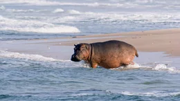 Hippo im Meer.