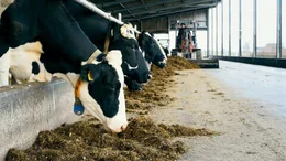 Sternekoch Nelson M&uuml;ller deckt auf, wie frisch, gesund und industrialisiert unsere Milch ist. Er geht daf&uuml;r melken und macht einen Laktoseintoleranz-Test - mit erstaunlichem Ergebnis.