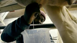 Sternekoch Nelson M&uuml;ller deckt auf, wie frisch, gesund und industrialisiert unsere Milch ist. Er geht daf&uuml;r melken und macht einen Laktoseintoleranz-Test - mit erstaunlichem Ergebnis.