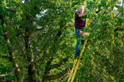Helfer bei der Ernte: Wie man eine Obstleiter baut, das wissen nur noch wenige Betriebe in Deutschland. Helfer bei der Ernte: Wie man eine Obstleiter baut, das wissen nur noch wenige Betriebe in Deutschland.