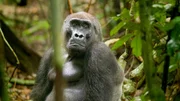 Flachlandgorilla im Loango Nationalpark. Flachlandgorilla im Loango Nationalpark.
