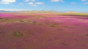 purple phenomenon in Chile's Atacama Desert