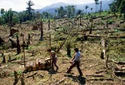 Der US-Agrargigant Cargill ist für die Abholzung von gigantischen Waldflächen verantwortlich, um dort Soja anbauen zu lassen. Der US-Agrargigant Cargill ist für die Abholzung von gigantischen Waldflächen verantwortlich, um dort Soja anbauen zu lassen.