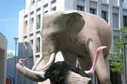 Der Elefant tanzt durch die Stadt und zieht dabei so manche Blicke auf sich ...