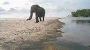 Waldelefant am Strand von Gabun. Waldelefant am Strand von Gabun.