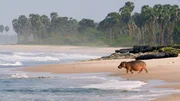 Hippos am Strand. Hippos am Strand.