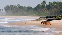 Hippos am Strand.