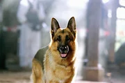 Kommissar Rex Kommissar Rex
