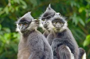 Die Cat-Ba-Languren, eine seltene Affenart, sind ausschließlich auf der Insel Cat Ba in der Halong-Bucht in Vietnam zu finden und gelten als eine der am stärksten gefährdeten Primatenarten der Welt. Die Cat-Ba-Languren, eine seltene Affenart, sind ausschließlich auf der Insel Cat Ba in der Halong-Bucht in Vietnam zu finden und gelten als eine der am stärksten gefährdeten Primatenarten der Welt.