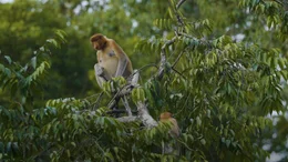 Seltene Nasenaffen profitieren von Wiederaufforstungen auf Borneo.