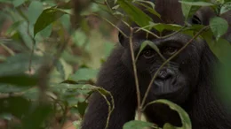 Gorillas &uuml;berleben, weil Holzfirmen Eco Guards im Kongo bezahlen.
