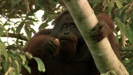 In Malaysia pflanzen Natursch&uuml;tzer Feigen f&uuml;r Orang-Utans.