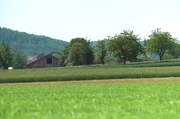 Am Oberrhein im Elsass gibt es Weizenfelder, soweit das Auge reicht.