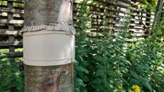 Die Gärtnerinnen auf der Garten Tulln geben wertvolle Tipps rund um den Pflanzenschutz. Es gibt zahlreiche Tipps, Hausmittel und Produkte auf dem Markt, die dabei helfen sollen, das gewünschte Gleichgewicht im Garten herzustellen. Wir zeigen heute ein paar von unseren Arbeitsschritten, die uns auf der Garten Tulln helfen, diesen schönen Schaugarten beim Wachsen und Gedeihen zu unterstützen und gegen schädigende Organismen zu schützen. Die Gärtnerinnen auf der Garten Tulln geben wertvolle Tipps rund um den Pflanzenschutz. Es gibt zahlreiche Tipps, Hausmittel und Produkte auf dem Markt, die dabei helfen sollen, das gewünschte Gleichgewicht im Garten herzustellen. Wir zeigen heute ein paar von unseren Arbeitsschritten, die uns auf der Garten Tulln helfen, diesen schönen Schaugarten beim Wachsen und Gedeihen zu unterstützen und gegen schädigende Organismen zu schützen.