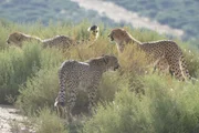 Drei von dreitausend Geparden, die in Namibia leben. Insgesamt sch&auml;tzen Biologen den Bestand auf nur noch knapp 10.000 Geparde in freier Wildbahn.