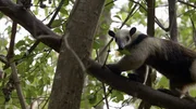 Auch Ameisenbären profitieren von Wiederaufforstungen in Costa Rica. Auch Ameisenbären profitieren von Wiederaufforstungen in Costa Rica.