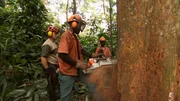 Holzfäller in der Republik Kongo werden geschult, ohne große Zerstörung Bäume zu fällen. Holzfäller in der Republik Kongo werden geschult, ohne große Zerstörung Bäume zu fällen.