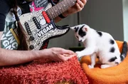 Voller Einsatz für jedes Tier! Dazu gehören auch kleine Konzerte mit der Rockgitarre! Die Katzen im Tierheim Bergheim genießen es, wenn ihr Pfleger für sie Musik macht. Voller Einsatz für jedes Tier! Dazu gehören auch kleine Konzerte mit der Rockgitarre! Die Katzen im Tierheim Bergheim genießen es, wenn ihr Pfleger für sie Musik macht.