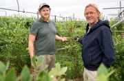 Frank Buchholz (r) ist nach Burgum zur Beerenfarm von Henk Vonk (l) gefahren. Die Beerenfarm bewirtschaftet Henk Vonk gemeinsam mit seinem Vater.