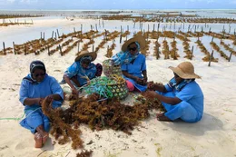 Seetang wird im Meer angebaut und f&uuml;r die Produktion von Kosmetika verwendet.