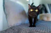 Eine Katze, die ganz schnell raus will. Gerade sensible Tiere leiden unter Lärm und Stress im Tierheim. Eine Katze, die ganz schnell raus will. Gerade sensible Tiere leiden unter Lärm und Stress im Tierheim.