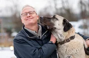 Pfleger Christian mit Kangal Fiete, der Trauerbegleitung braucht, so sehr fehlt ihm sein verstorbener Besitzer. Im Tierheim Bergheim lernt er, Schritt für Schritt das Leben wieder zu genießen. Pfleger Christian mit Kangal Fiete, der Trauerbegleitung braucht, so sehr fehlt ihm sein verstorbener Besitzer. Im Tierheim Bergheim lernt er, Schritt für Schritt das Leben wieder zu genießen.