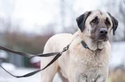 Kangal Fiete im Tierheim Bergheim braucht besondere Menschen, die ihn zu nehmen wissen. Er trauert sehr um seinen Besitzer. Kangal Fiete im Tierheim Bergheim braucht besondere Menschen, die ihn zu nehmen wissen. Er trauert sehr um seinen Besitzer.