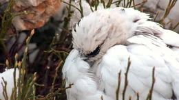 Auch wenn das Schneehuhn wie gemacht f&uuml;r den Winter ist, gibt es Temperaturen, die selbst ihm zu viel werden. Da hilft nur Energiesparen  durch Schlaf.