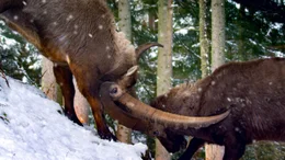 Rangordnungen werden das ganze Jahr &uuml;ber ausgemacht. Ein einzelner Kampf entscheidet da noch keinen Status. Im Winter, wenn das Nahrungsangebot knapp ist und das Terrain rutschig finden nur sehr reduzierte K&auml;mpfe statt. Niemand ist darauf aus, den anderen t&ouml;dlich zu verletzen.
