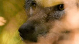Der Wolf als J&auml;ger mit Charakter. Immer &ouml;fter durchstreifen neuerdings W&ouml;lfe das Dolomitengebiet auf der Suche nach einem geeigneten Revier.