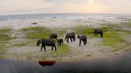 Waldelefanten an der Atlantikk&uuml;ste Gabuns. Als &bdquo;Architekten des Regenwaldes&ldquo; verbreiten sie Samen, schaffen Lichtungen und tragen entscheidend zum Erhalt des &Ouml;kosystems bei.