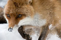 Der Fuchs geh&ouml;rt zu den hundeartigen R&auml;ubern, doch Haltung, Jagdverhalten und Angriff erinnern deutlich an eine Katze.