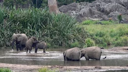 Eine Waldelefantenfamilie mit Jungtieren an einer Wasserstelle in der Mumba Bai.