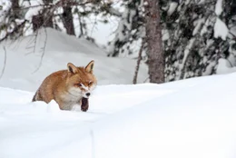 Mit seinem ausgepr&auml;gten Geruchssinn kann der Fuchs sein liebstes Beutetier &ndash; die Maus  - auch unter meterhohen Schneedecken verfolgen um im geeigneten Moment zuzuschlagen.